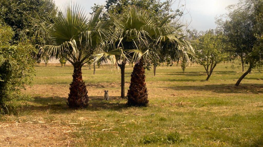מלון טורה דל'אורסו Masseria Grande מראה חיצוני תמונה
